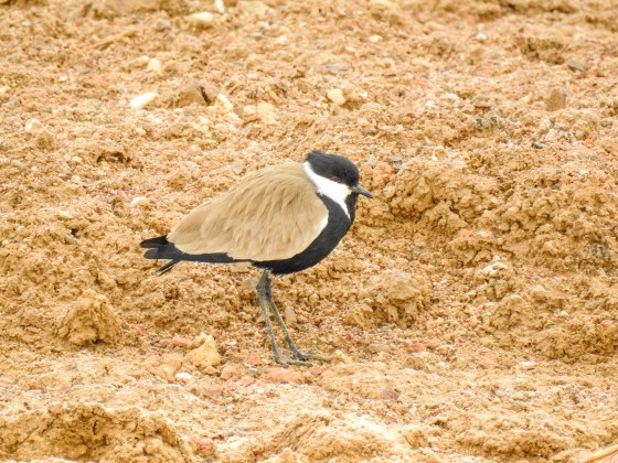 spur winged Lapwing (2)