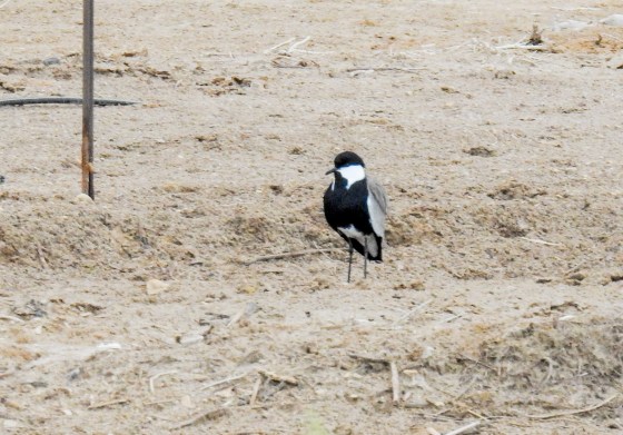 spur winged lapwing (3)
