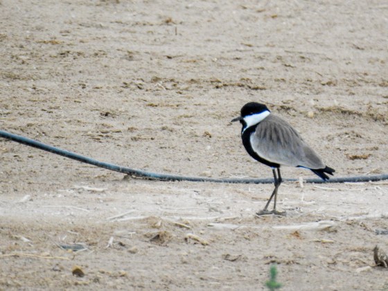 spur winged lapwing