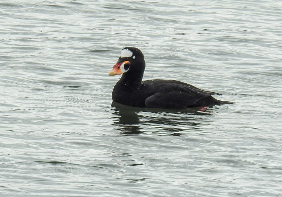 surf scoter (2)