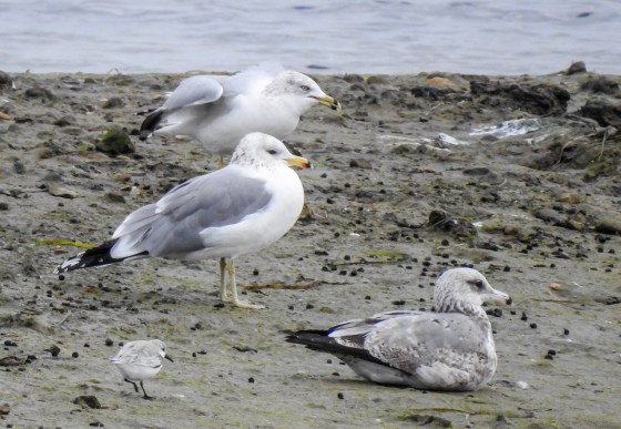 Western gulls with immature