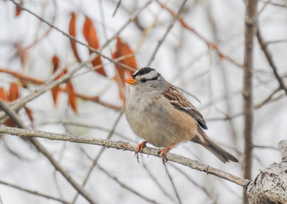 white crowned sparrow