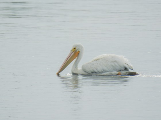 white pelican (2)