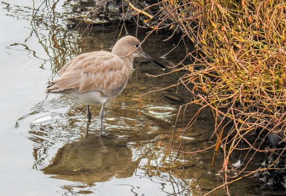 Willet