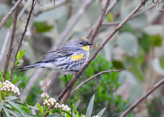yellow rumped warbler