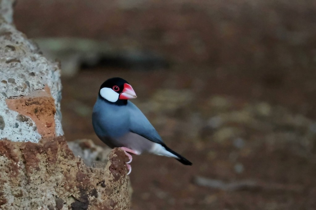 A close-up of a colorful bird perched on a rock, featuring a gray body, a black head, and a red beak.