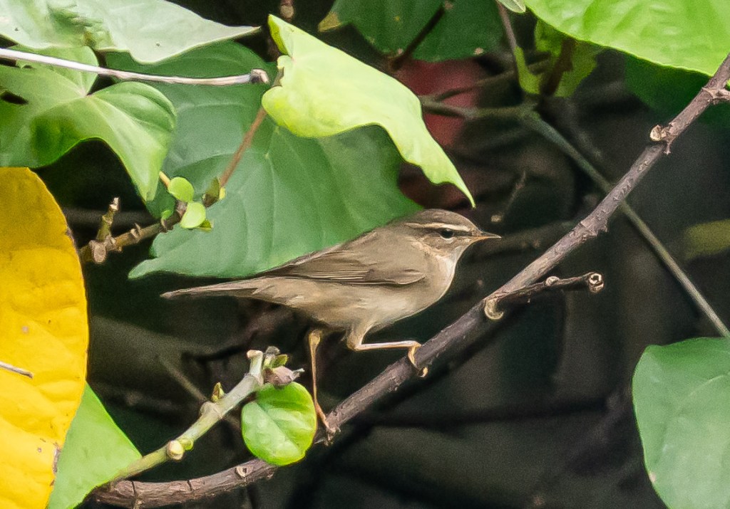 A Dusky Flycatcher perched on a branch surrounded by green leaves and a few yellow leaves.