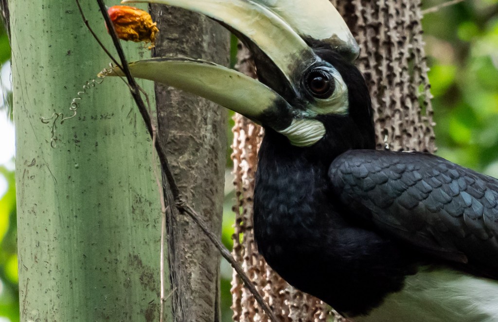 A close-up of a hornbill perched on a tree, gazing at a small orange fruit hanging from a branch.