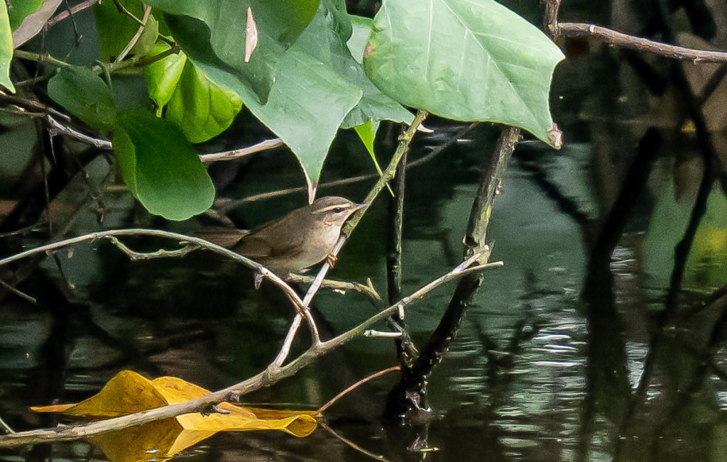 A dusky flycatcher perched on a branch near the water, surrounded by green leaves and reflections in the water.