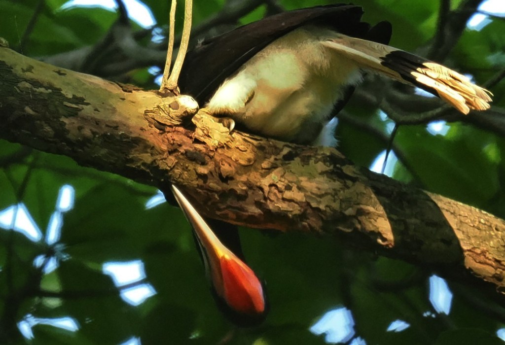 A close-up image of a rare rhinoceros hornbill perched on a branch, with its distinctive long beak and colorful features visible.