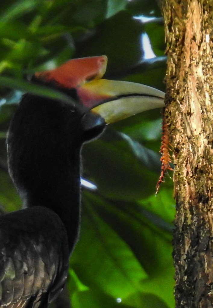 Close-up of a rhinoceros hornbill perched near a tree trunk, with foliage in the background.
