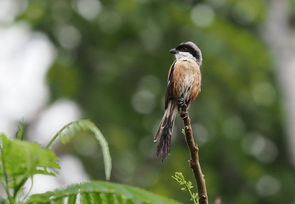 A bird perched on a branch, surrounded by green foliage, with a blurred background.