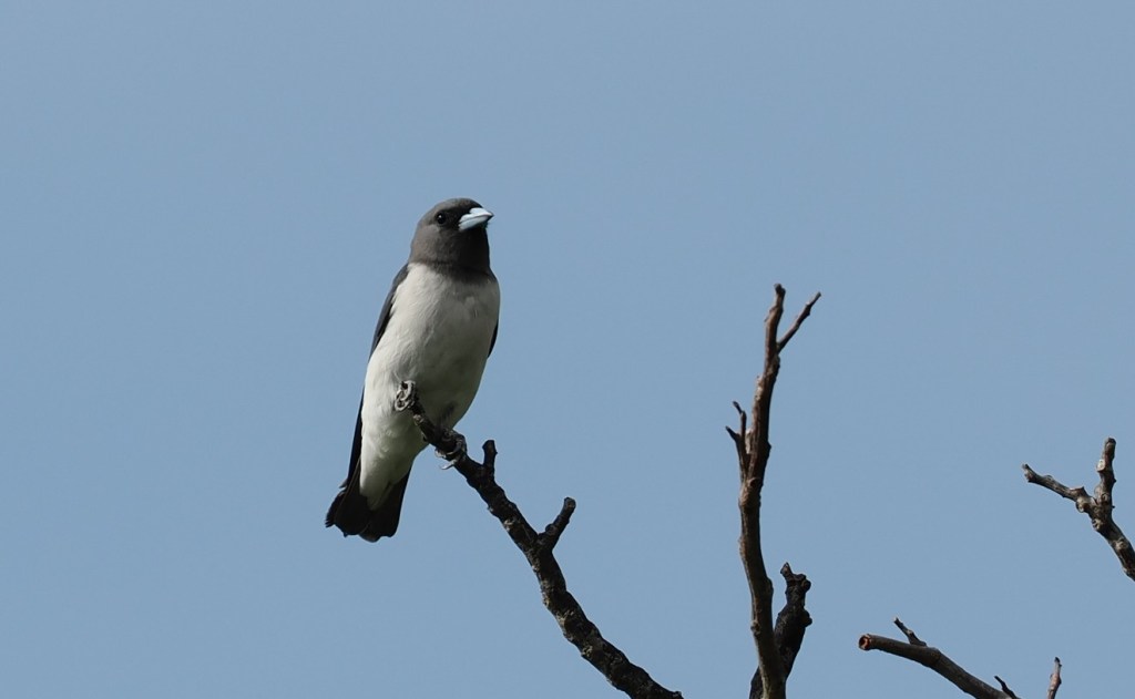 A bird perched on a dry branch against a clear blue sky.