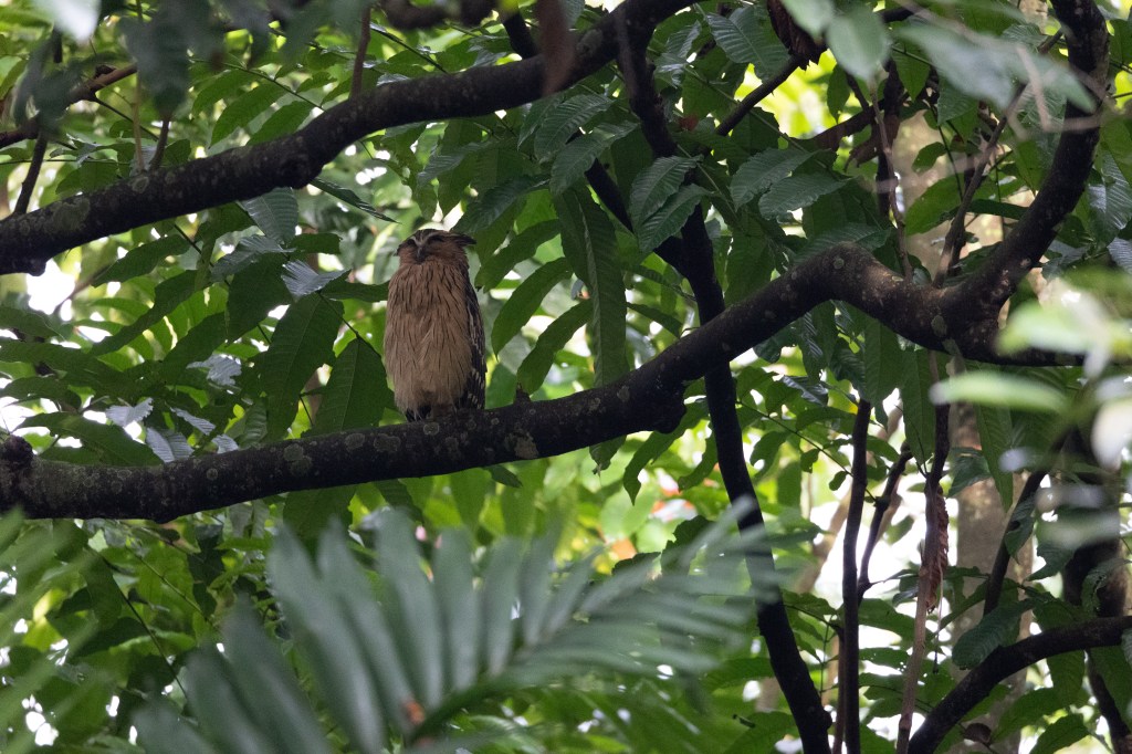 A bird perched on a branch surrounded by lush green foliage.