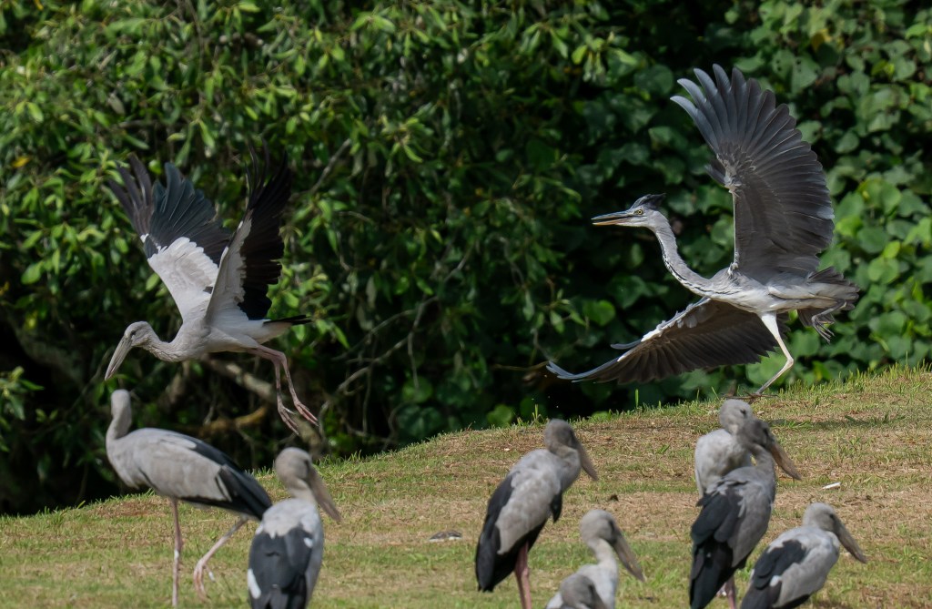 Three birds on the ground with one large bird taking flight in the background, surrounded by green foliage.