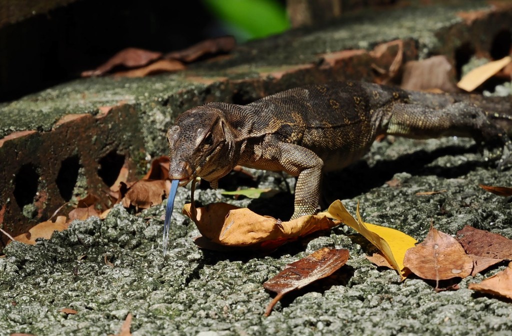 A lizard walking on a textured surface with fallen leaves around it.