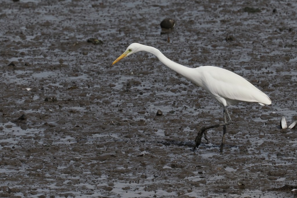 A white egret wading through muddy terrain at Sungai Buloh Nature Reserve.