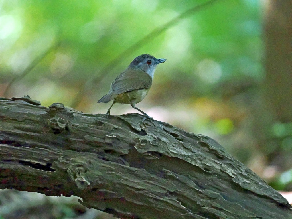 A small bird perched on a fallen log in a forest setting, surrounded by blurred green foliage.