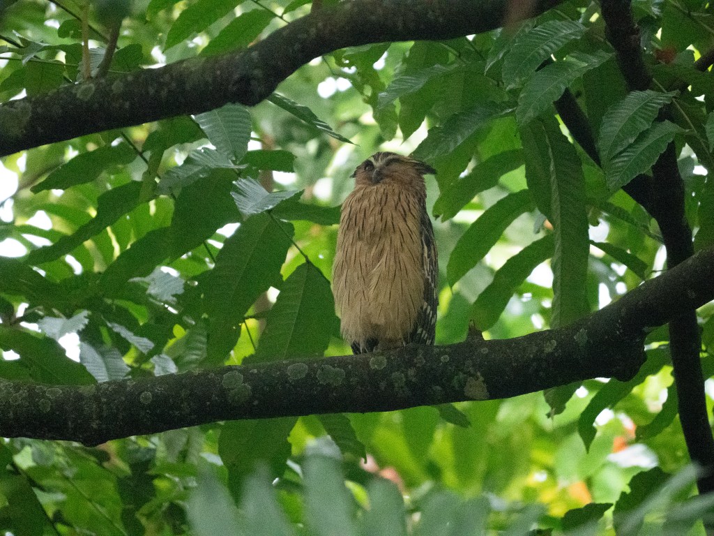 A bird perched on a tree branch surrounded by lush green leaves.