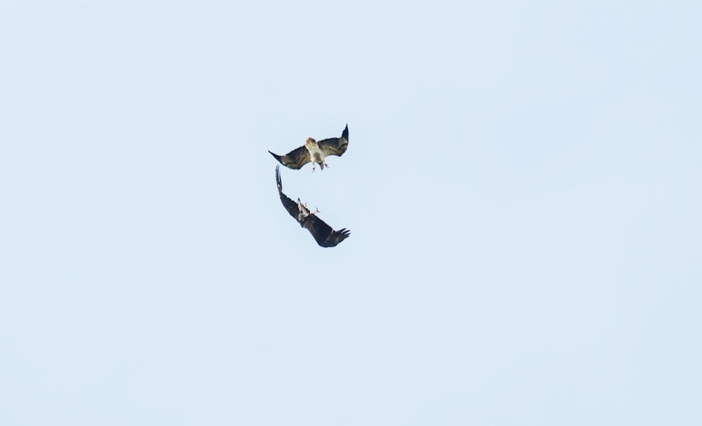 Two birds of prey flying in the sky, one above the other, against a light blue background.