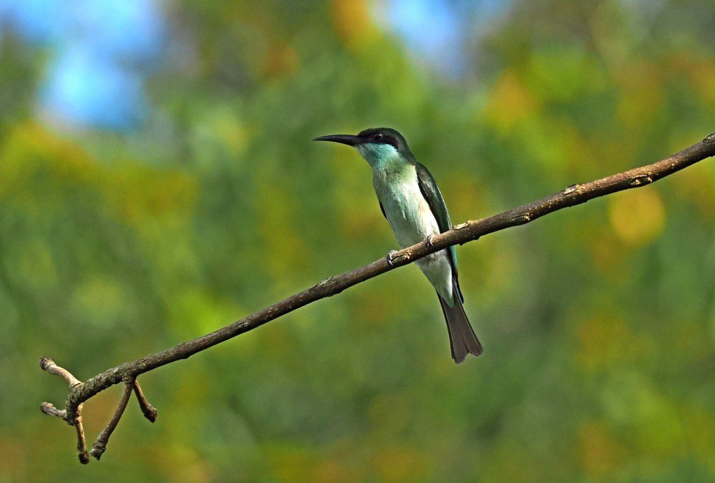 A bird with greenish-blue plumage perched on a branch, set against a blurred background of foliage.