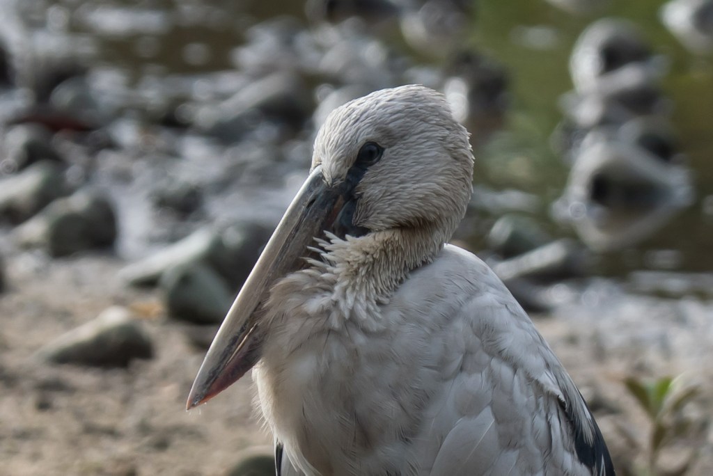 Close-up of a bird with a long beak, standing near a body of water with blurred background elements.