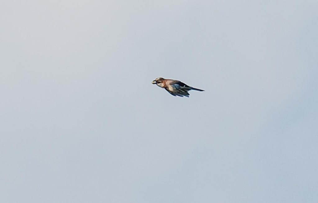 A bird in flight against a light gray background, showcasing its wings and body details.