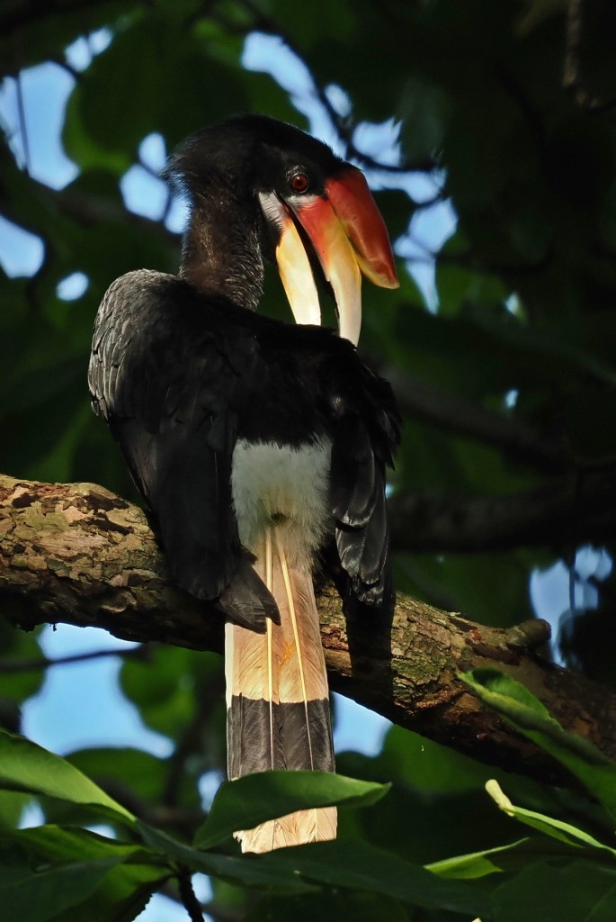 A rare rhinoceros hornbill perched on a branch, showcasing its distinctive black and white plumage and large beak, surrounded by green leaves.