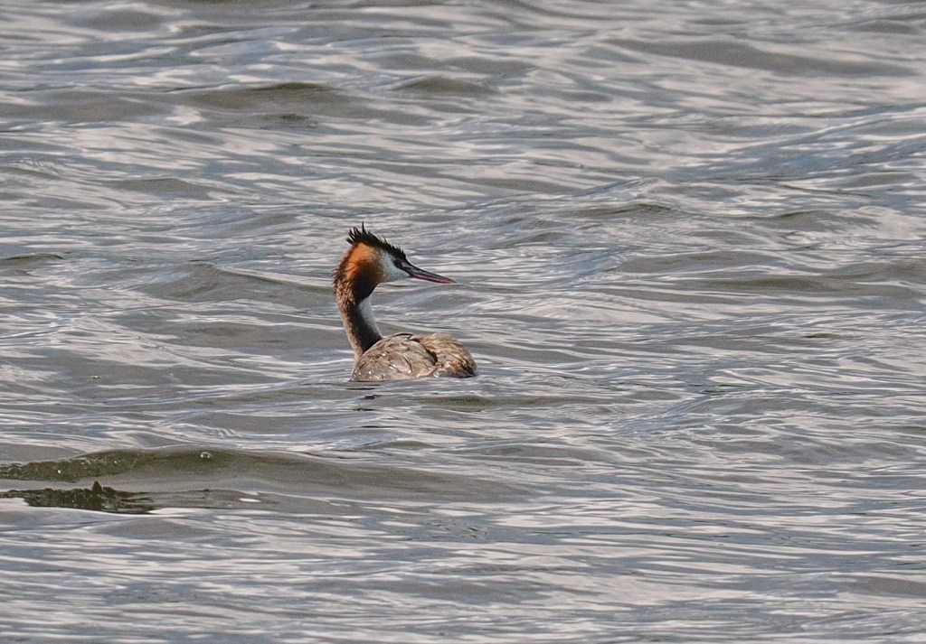 A grebe swimming in a body of water on a sunny day.