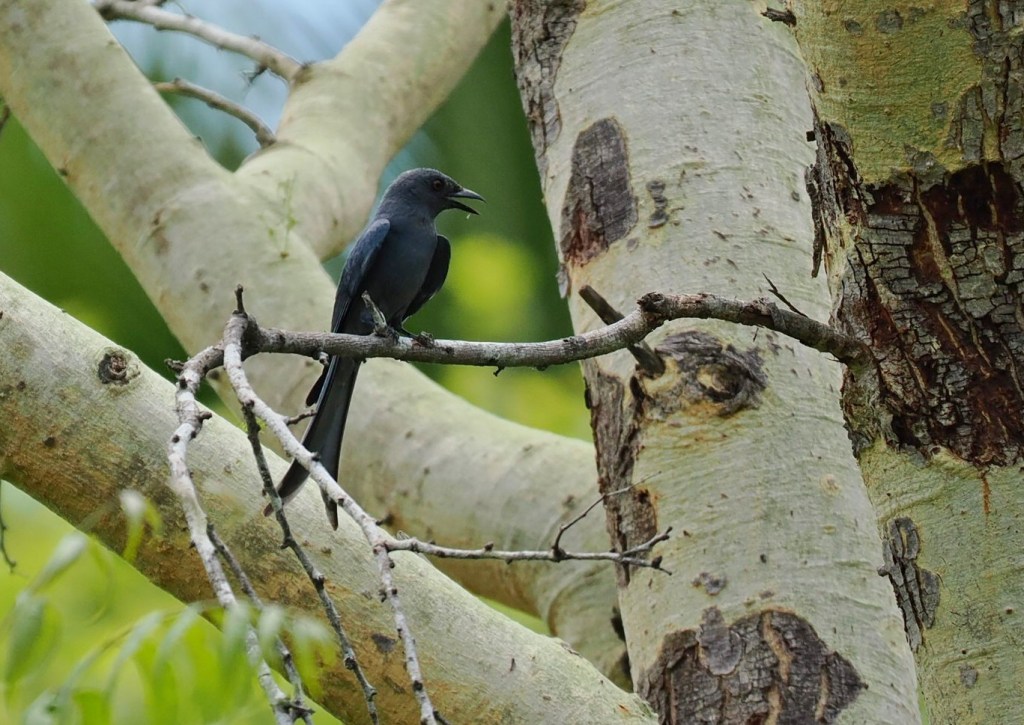 A dark-colored bird perched on a branch of a tree, surrounded by green foliage.