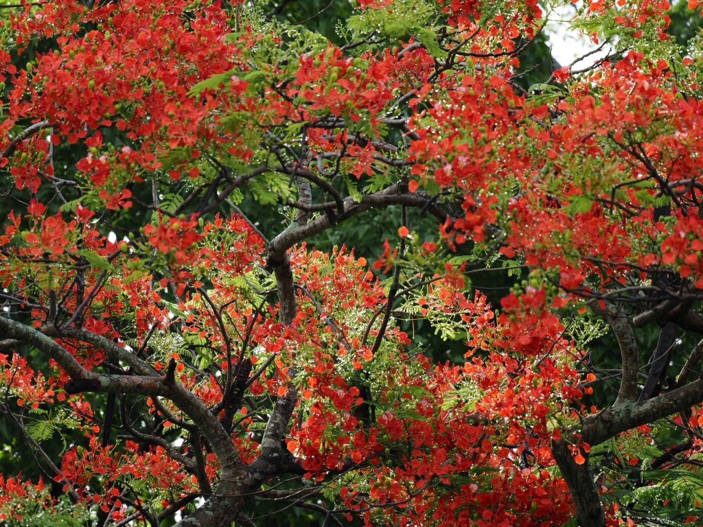 A close-up view of vibrant red flowers blooming among lush green leaves on a tree, capturing the beauty of tropical vegetation.