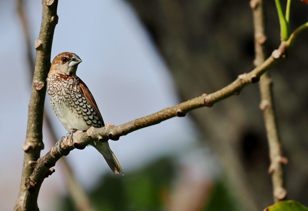 A close-up of a bird perched on a branch, showcasing its detailed feathers and distinctive markings.