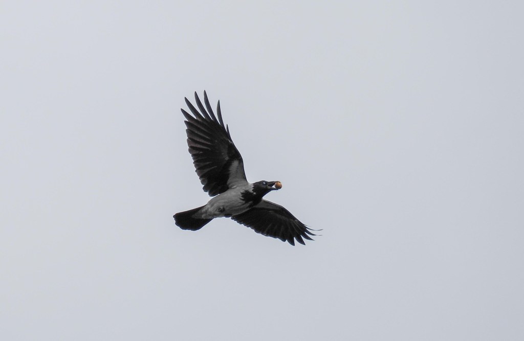 A bird in flight with its wings spread wide against a light gray sky, holding a small object in its beak.
