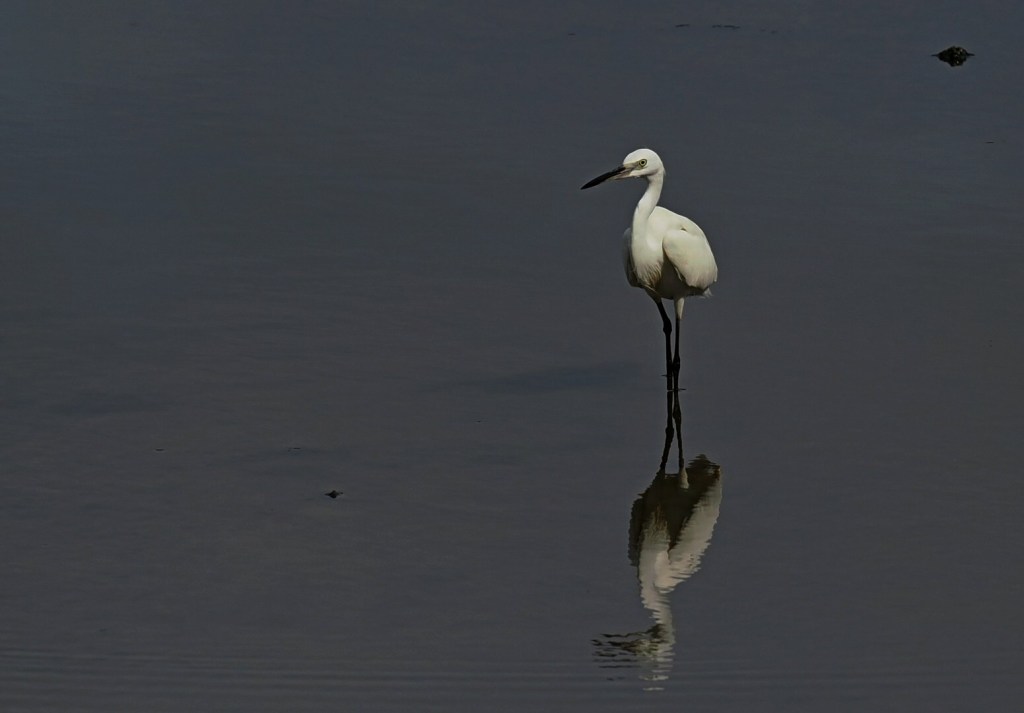 A white bird standing on one leg in shallow water, with its reflection visible in the calm surface.