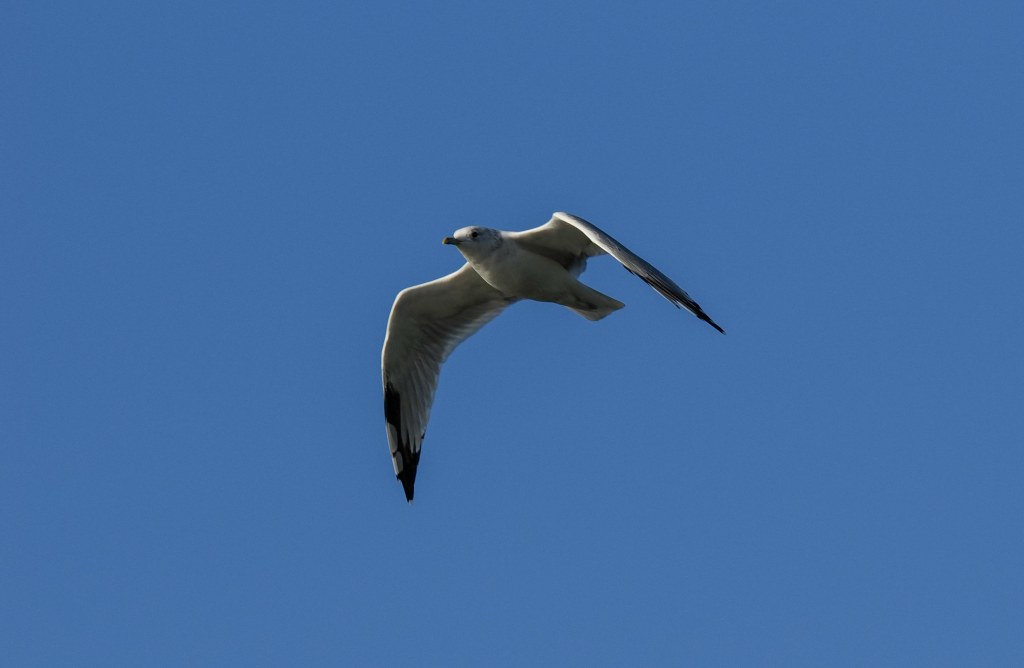 A bird in flight against a clear blue sky, showcasing its wings and body.