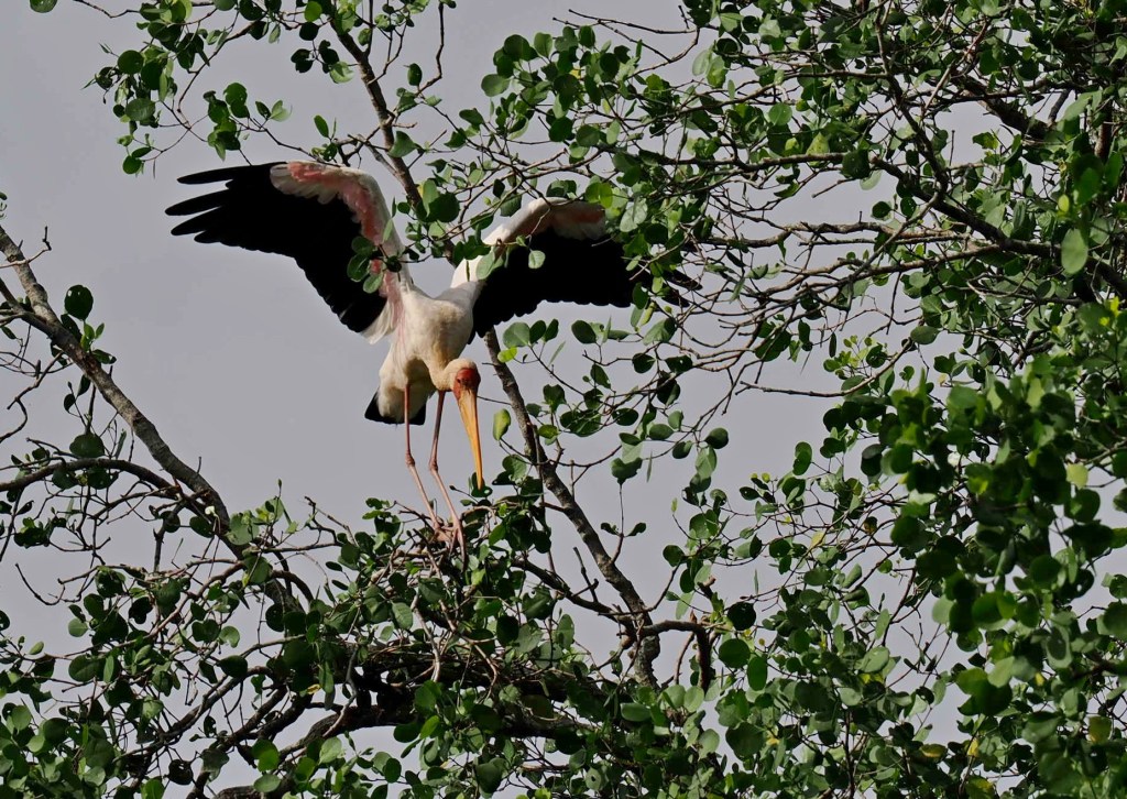 A bird with outstretched wings perched on a branch among lush green leaves, possibly a stork nesting in its natural habitat.
