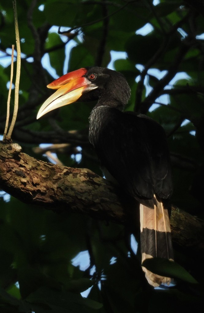 Close-up of a rare rhinoceros hornbill perched on a tree branch, showcasing its distinctive vibrant bill and dark plumage against a backdrop of green foliage.