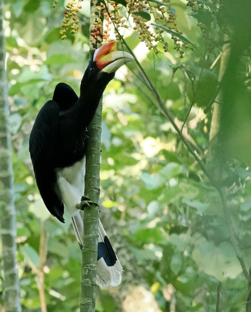 A rare rhinoceros hornbill perched on a tree branch, reaching for berries among lush green foliage.