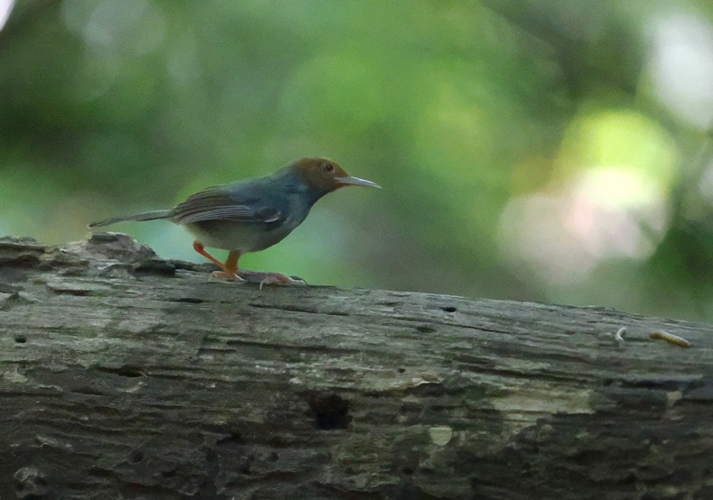 A small bird standing on a log with a blurred green background, showcasing its blue-gray feathers and distinctive brown cap.