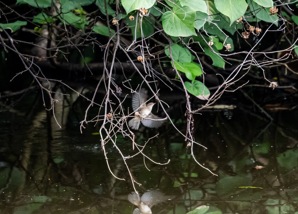 A Dusky flycatcher partially hidden among branches above a reflective water surface in a lush green environment.
