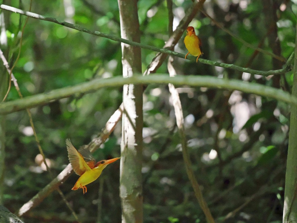 A vibrant orange kingfisher in flight, with another perched on a branch amidst a lush green background.