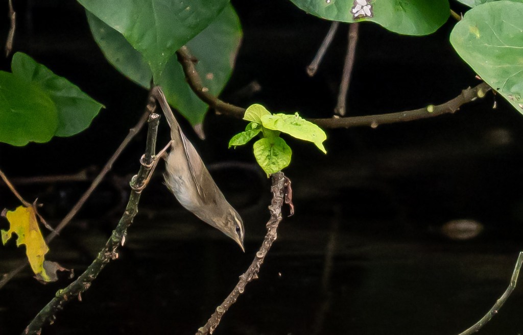 A bird hanging upside down from a branch near the water, surrounded by green leaves in a natural setting.