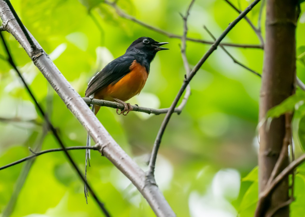 A bird perched on a branch, singing, surrounded by lush green foliage.