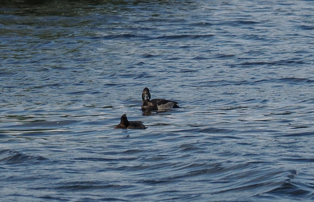 Two ducks swimming on a calm lake with gentle ripples reflecting the sunlight.