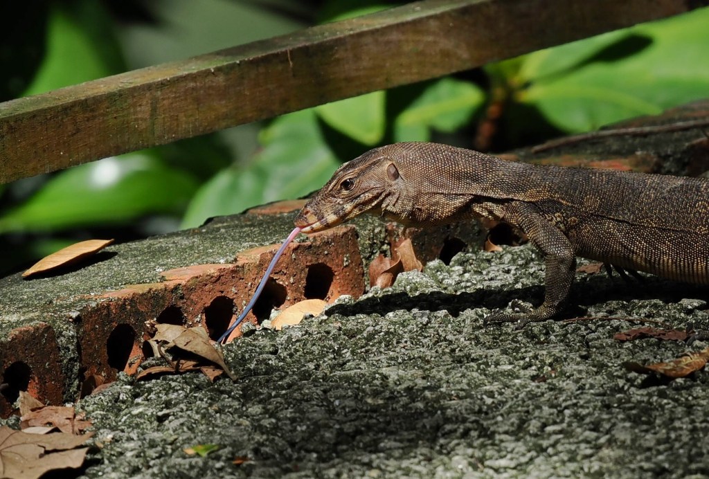 A monitor lizard with its tongue extended, moving along a stone path covered in leaves, surrounded by greenery.