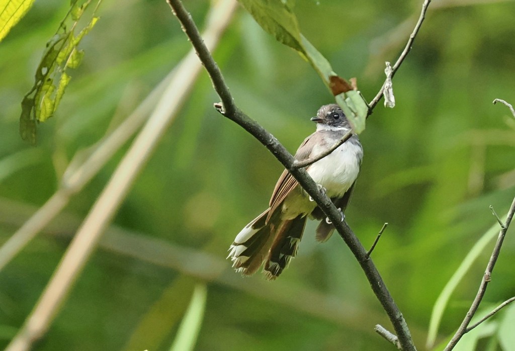 A small bird perched on a branch surrounded by green foliage.