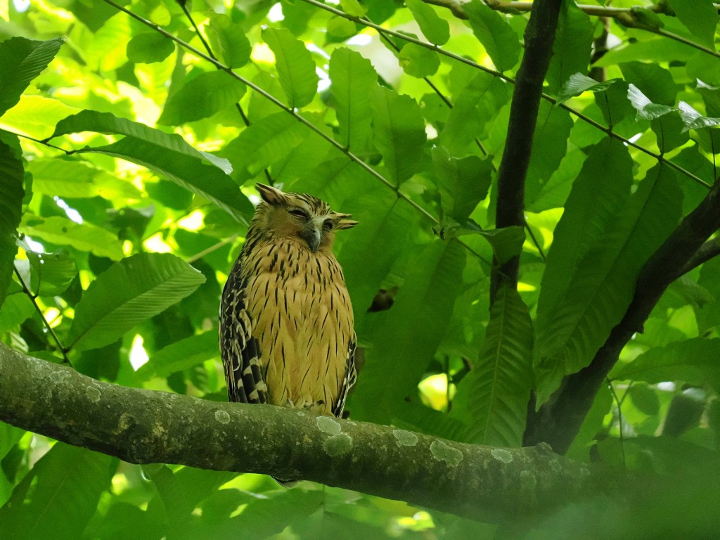 A close-up of an owl perched on a branch, surrounded by lush green leaves in a serene natural setting.