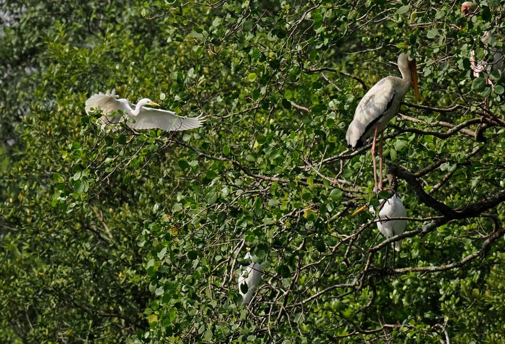 A group of birds perched on lush green branches in a nature reserve, featuring a flying egret and a stork.