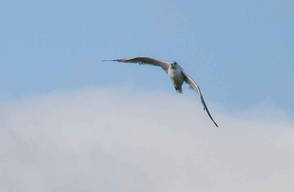 A bird in flight against a blue sky with white clouds in the background.