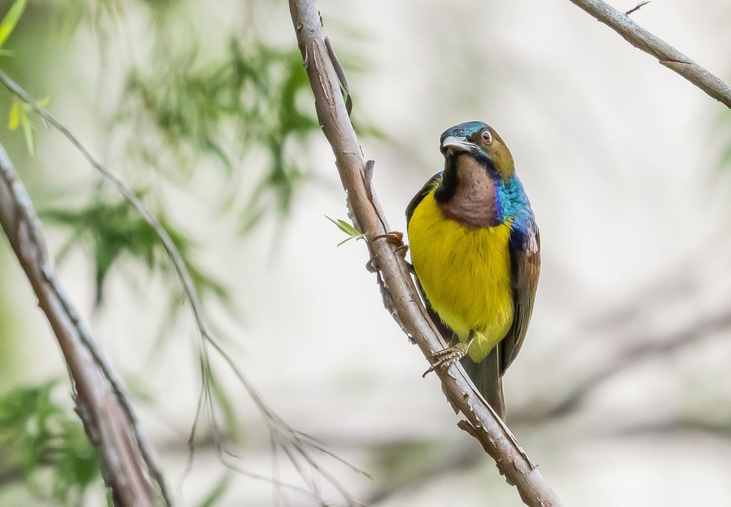 A colorful bird perched on a branch, featuring a bright yellow belly and a mix of blue and brown plumage.